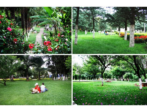 池州城市绿化带植物叫什么
