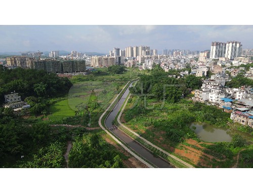 永城市政绿化常用树